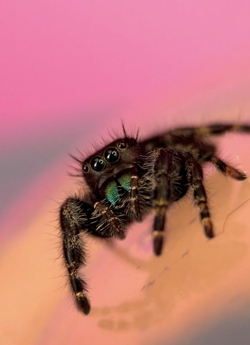 Baby Bold Jumping Spider — close up on a pink backdrop