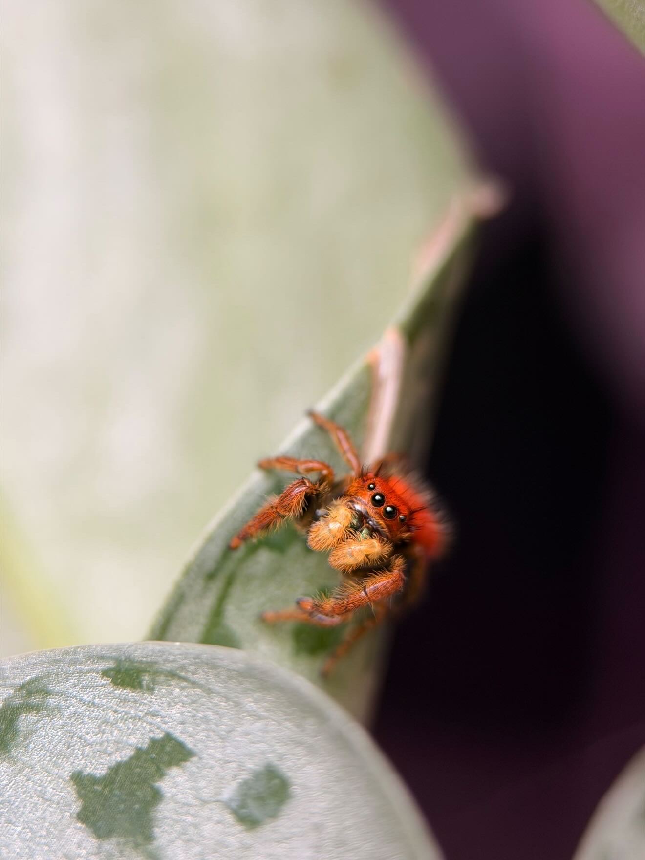 Phidippus regius female