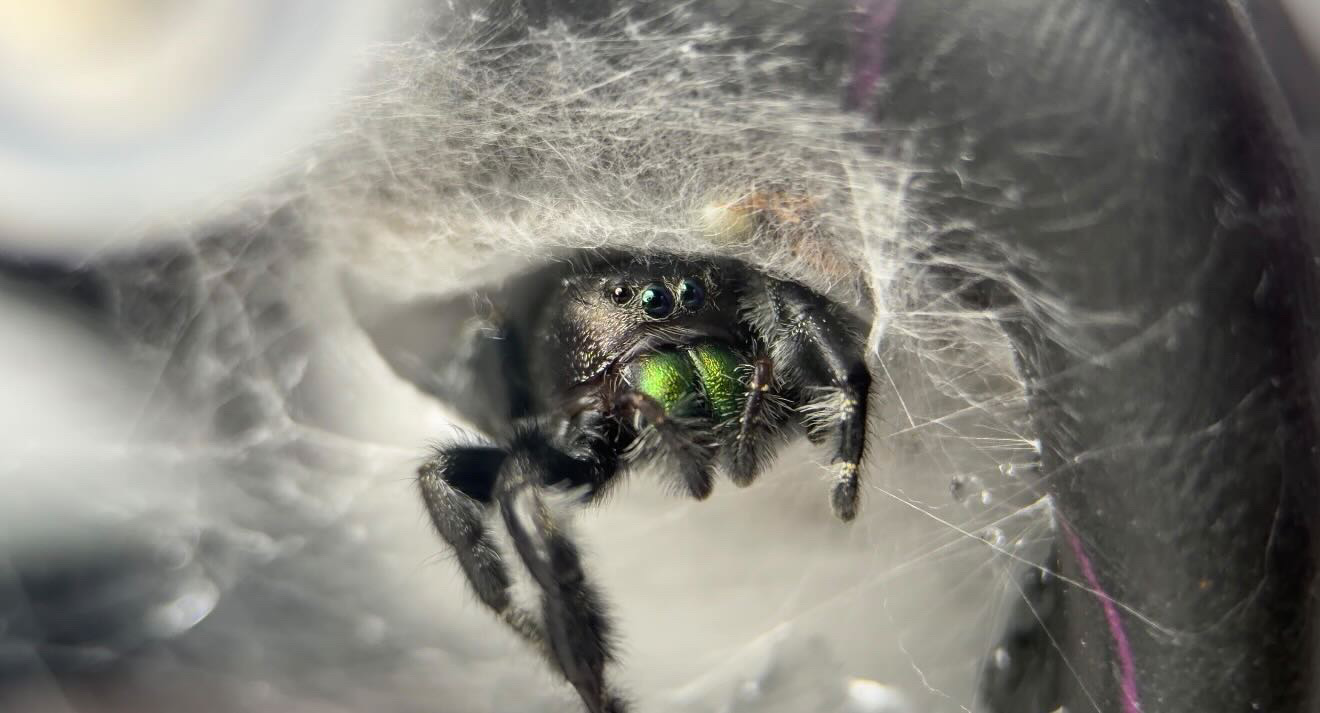 Jumping spider inside its webbed enclosure