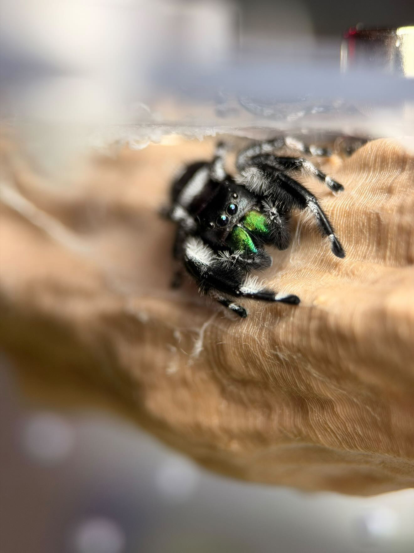 Adult female Phidippus audax jumping spider — macro portrait