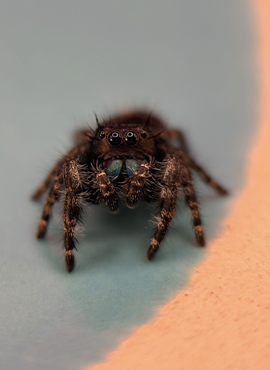 Baby Bold Jumping Spider (Phidippus audax) — macro portrait with iridescent green chelicerae