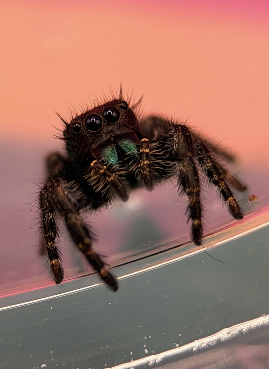Baby Bold Jumping Spider at sunset